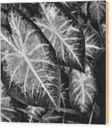 Leaves Wood Print