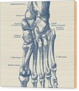 Left Foot Skeletal Diagram - Vintage Anatomy Poster Wood Print