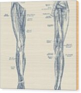 Leg Muscular System - Dual-view - Vintage Anatomy Print Wood Print