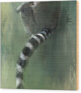 Lemur Catching Rays Wood Print
