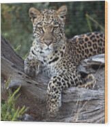 Leopard Panthera Pardus Resting Wood Print