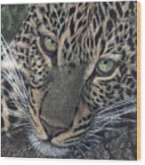 Leopard Portrait Wood Print