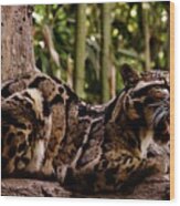 Leopard Yawn Wood Print