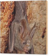 Lesser False Vampire Bat Wood Print