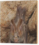 Lesser False Vampire Bat Roosting Wood Print