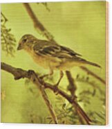 Lesser Goldfinch On Acacia Limb Txt Wood Print