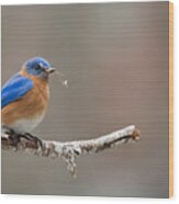 Let The Nesting Begin - Male Eastern Bluebird Wood Print