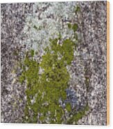 Lichen On Granite Wood Print
