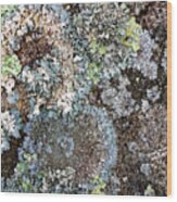 Lichens Wood Print