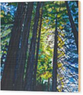 Light In The Trees  40x30 Wood Print