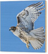 Light Morph Juvenile Red-tailed Hawk Wood Print