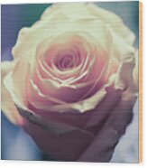 Light Pink Head Of A Rose On Blue Background Wood Print
