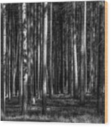 Light, Playing In The Forest Wood Print