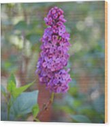 Lilac Bloom- Photography By Linda Woods Wood Print