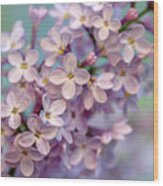 Lilac Blossom Ii Wood Print