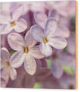 Lilac Blossom Wood Print