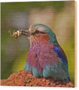 Lilac Breasted Roller Wood Print