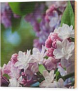 Lilacs Of Spring Wood Print