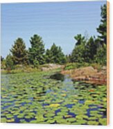 Lily Pads In The Shallows French River Delta Wood Print