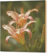 Lily Pair - Indian Summer Wood Print