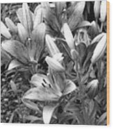 Lily - Simply Spring 22 - Bw - Water Paper Wood Print