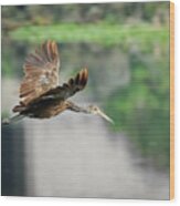 Limpkin In Flight Wood Print