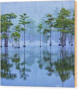 Line Of Cypresses In Fog Panorama Wood Print