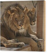 Lion And Lioness Wood Print