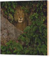 Lion In A Tree-signed-#9841 Wood Print