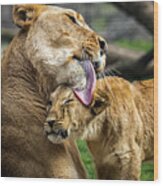 Lion Mother Licking Her Cub Wood Print