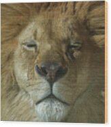 Lion Of Judah Wood Print