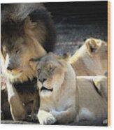 Lion Pride Memphis Zoo Wood Print