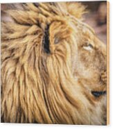 Lion Profile Wood Print