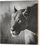 Lioness Stalking Wood Print