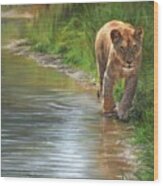 Lioness. Water's Edge Wood Print