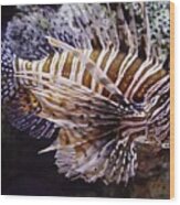 Lionfish Wood Print