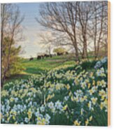 Litchfield Connecticut Daffodil Cows Wood Print