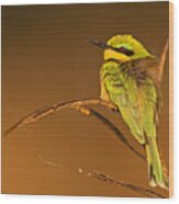 Little Bee-eater Wood Print