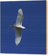 Little Egret, Egretta Garzetta Wood Print