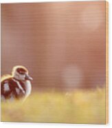 Little Furry Animal - Gosling In Warm Light Wood Print