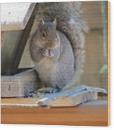 Little Gray Squirrel Eating Wood Print