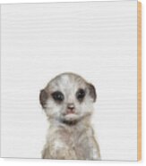 Little Meerkat Wood Print