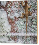 Lizard And Lichen On Brick Wood Print