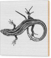 Lizard Drawing Wood Print
