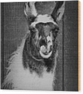 Llama Face In Black And White Wood Print