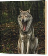 Lobo Yawns Wood Print