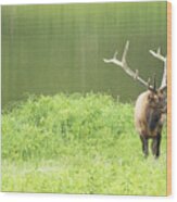 Lone Elk Wood Print