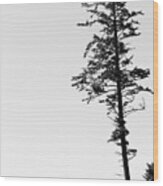 Lone Pine Wood Print