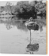 Lone Sandhill In Pond Black And White Wood Print