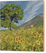 Lone Tree In A Sunflower Field Wood Print